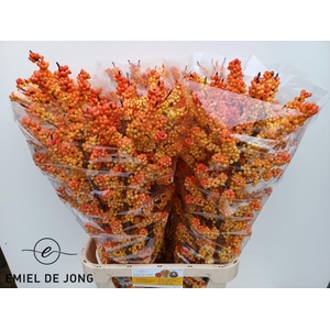 ILEX ILEXIA VICTORIA