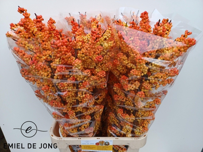 <h4>ILEX ILEXIA VICTORIA</h4>