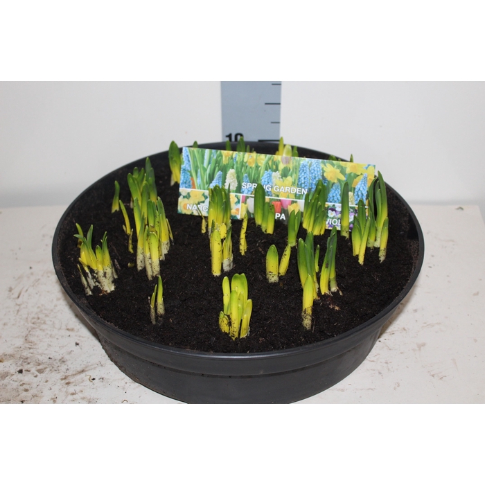 <h4>NARC O TETE A TETE</h4>