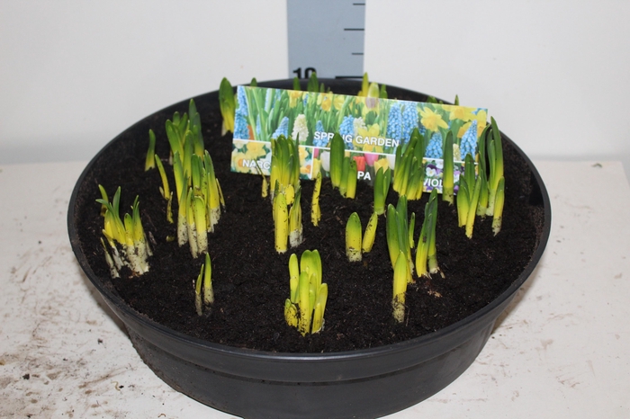 <h4>NARC O TETE A TETE</h4>