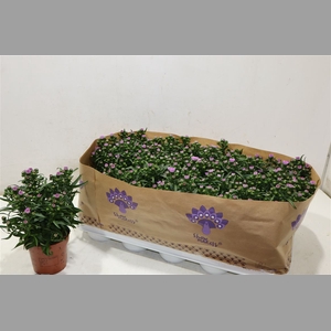 Aster Nb Mys L Brigi