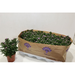 Aster Nb Mys L Brigi
