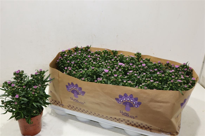 <h4>Aster Nb Mys L Brigi</h4>