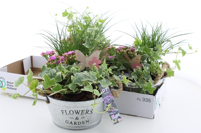 <h4>ARR TUINPLANTEN</h4>