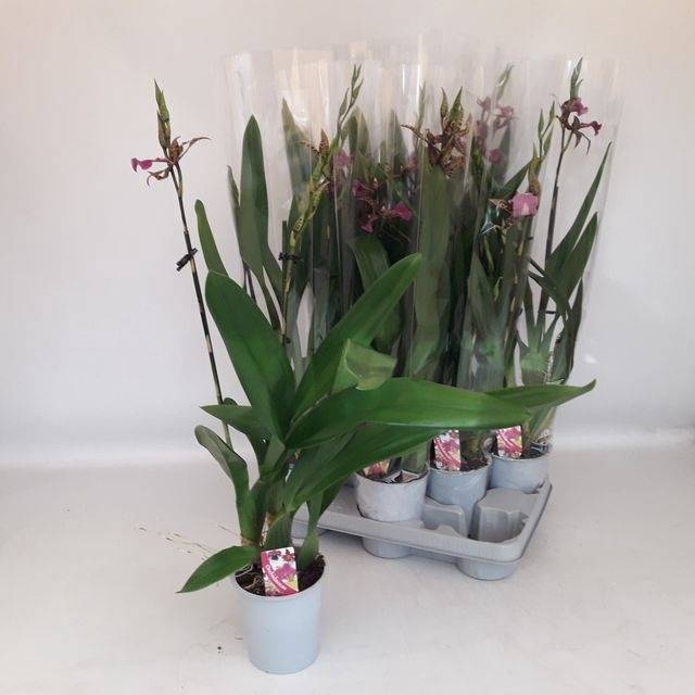 <h4>BRASSIA SUMMER DREAM</h4>
