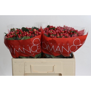 Hypericum True Romance