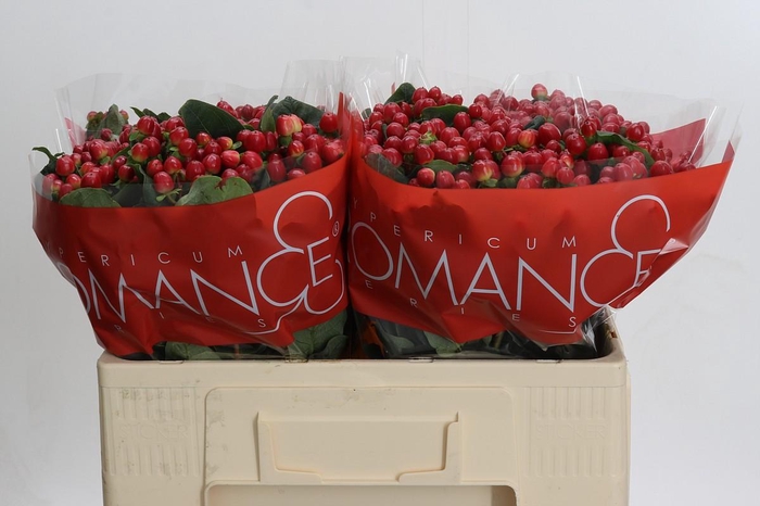 <h4>Hypericum True Romance</h4>