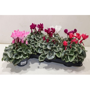 arr8 Cycl Md Sup Rembrand