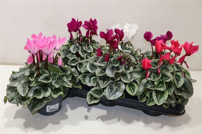 <h4>arr8 Cycl Md Sup Rembrand</h4>