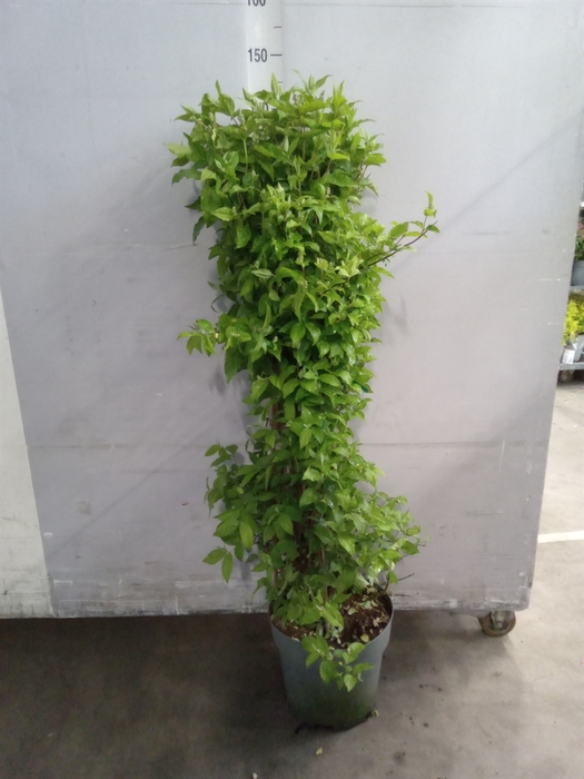 <h4>Deutzia scabra 'Plena'</h4>