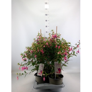 Fuchsia  'Bella Fuchsia Evita'