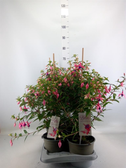 <h4>Fuchsia  'Bella Fuchsia Evita'</h4>