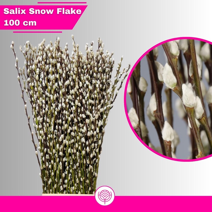 <h4>SALIX CA SNOW FLAKE</h4>