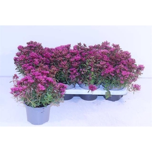 SEDUM SPURIUM DEEP ROSE P13