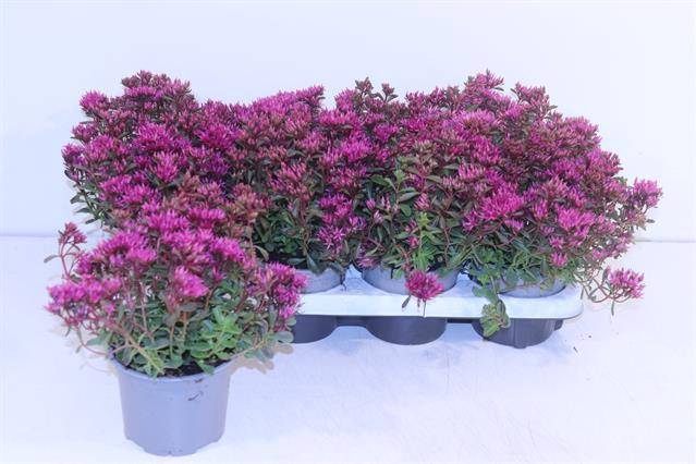 <h4>SEDUM SPURIUM DEEP ROSE P13</h4>