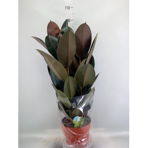 Ficus elastica 'Abidjan'