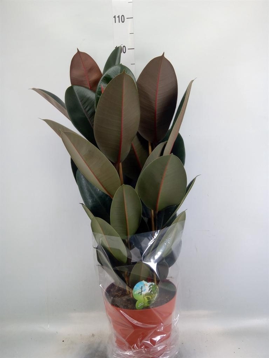 <h4>Ficus elastica 'Abidjan'</h4>