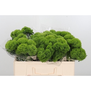 Dianthus Barbatus Kiwi Mellow
