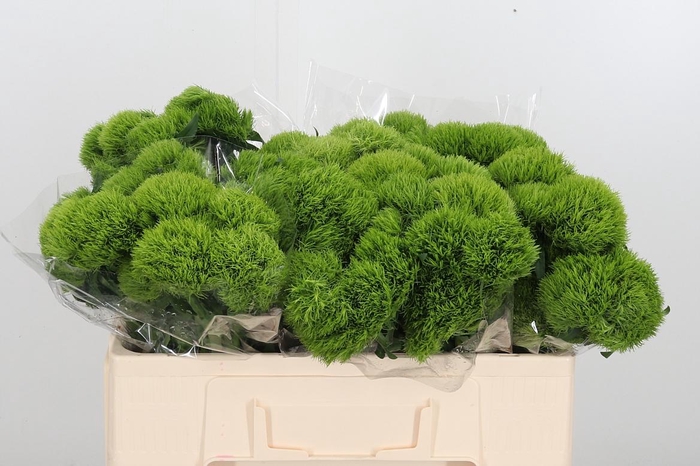 <h4>Dianthus Barbatus Kiwi Mellow</h4>