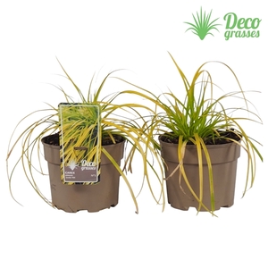 Carex oshimensis 'Everillo'®