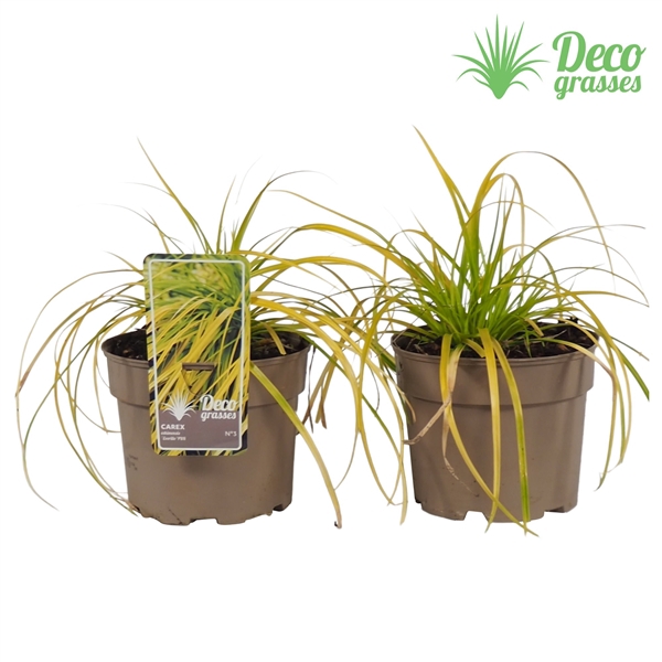 <h4>Carex oshimensis 'Everillo'®</h4>