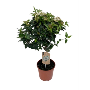Viburnum tinus
