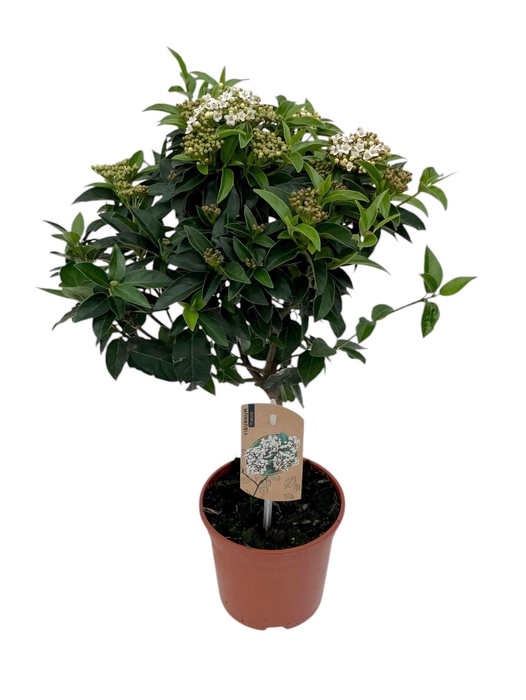 <h4>Viburnum tinus</h4>