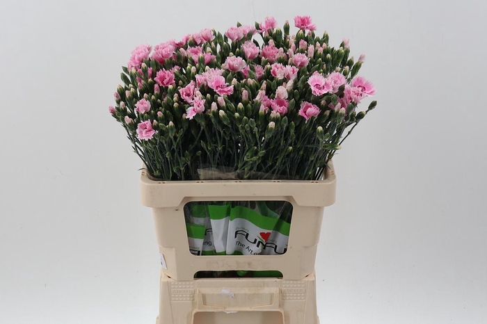 <h4>Di Fiorino Iris</h4>