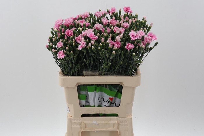 <h4>Di Fiorino Iris</h4>