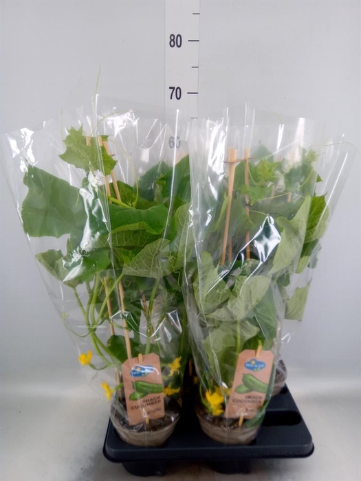 <h4>Cucumis sativus   ...</h4>