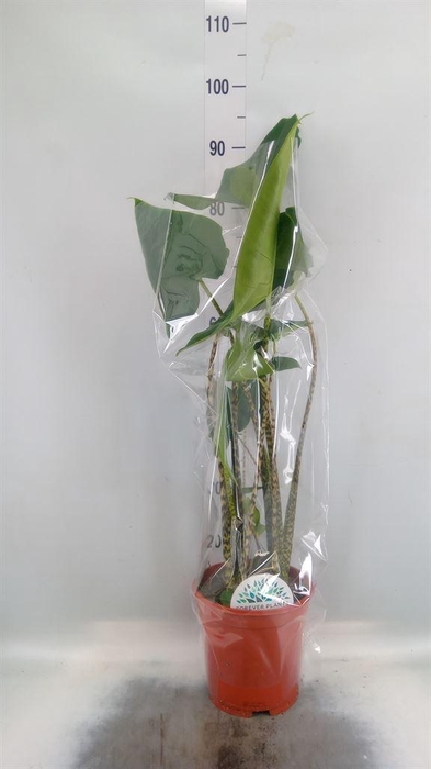 <h4>Alocasia zebrina</h4>