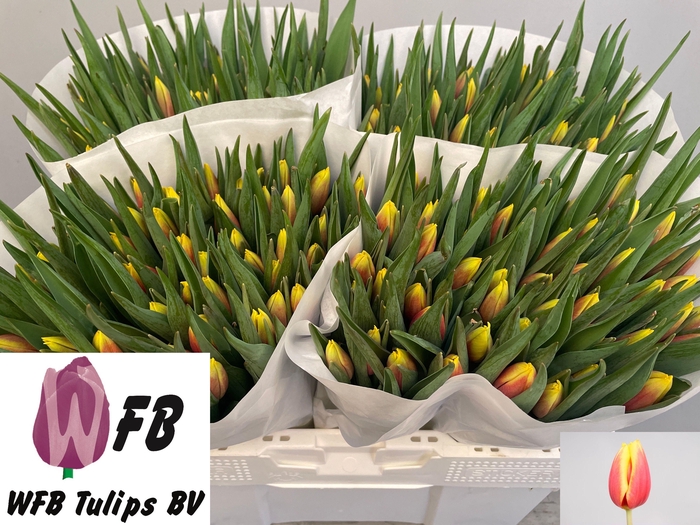 <h4>TU EN JAN SEIGNETTE</h4>