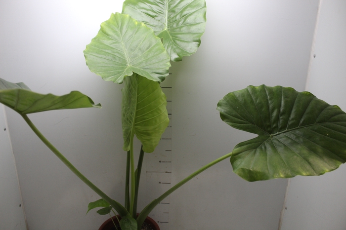 <h4>ALOCASIA MACRORRHIZOS P24</h4>