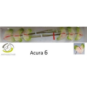 Anth A Acura 6 Small Pack