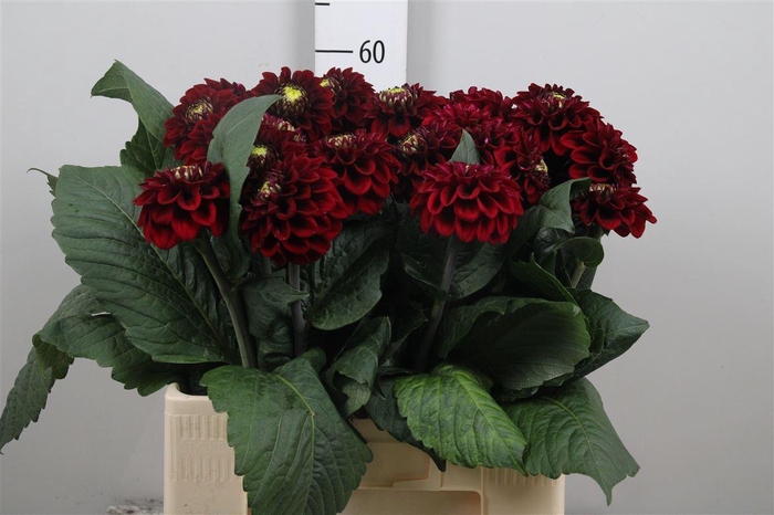 <h4>Dahl Black Fox</h4>