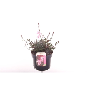 Gaura lind. Geyser Pink