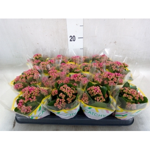 Kalanchoe blos. 'Garbo lilac'