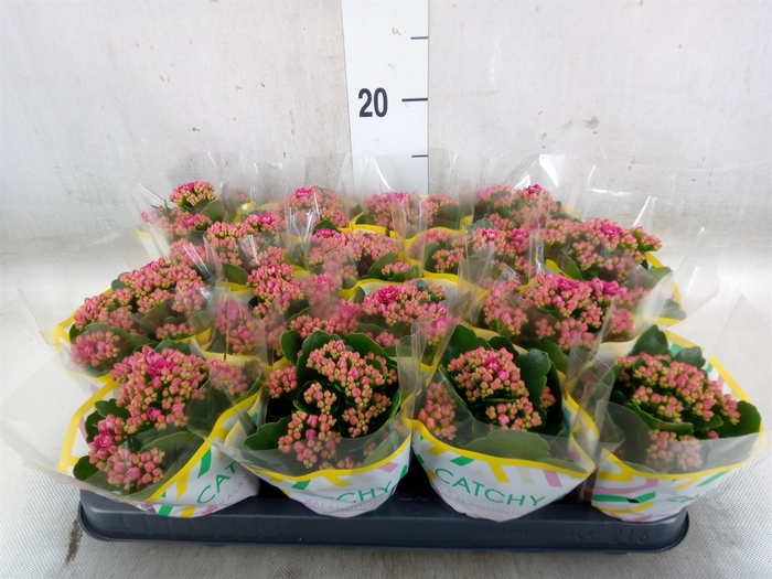 <h4>Kalanchoe blos. 'Garbo lilac'</h4>