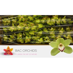 CYMB T OVATI EMERALD