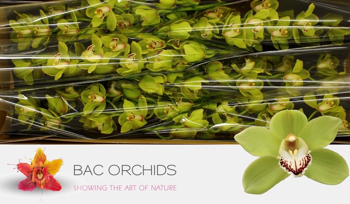 <h4>CYMB T OVATI EMERALD</h4>