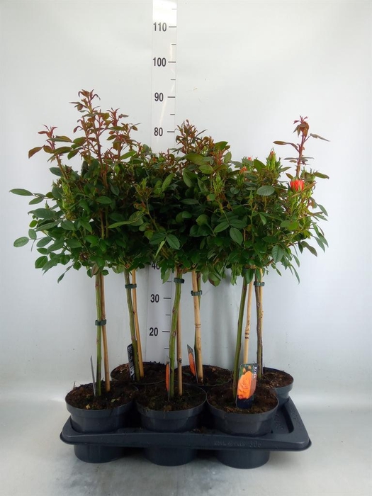 <h4>Rosa ST  ...</h4>