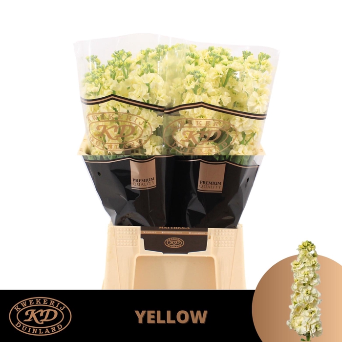 <h4>Matth Stox Yellow</h4>