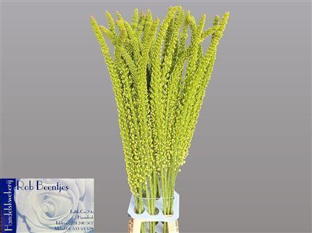 <h4>Eremurus  'Alaska'</h4>