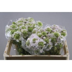 Scabiosa Vanilla Scoop L50