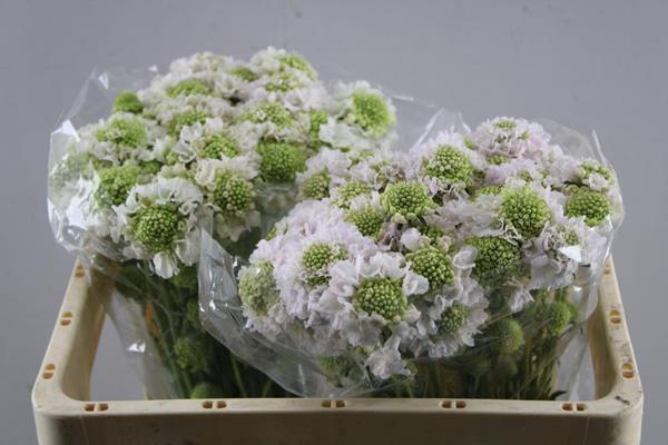 <h4>Scabiosa Vanilla Scoop L50</h4>