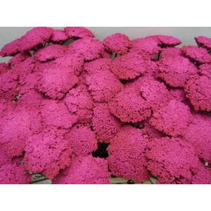 Achillia Cerise