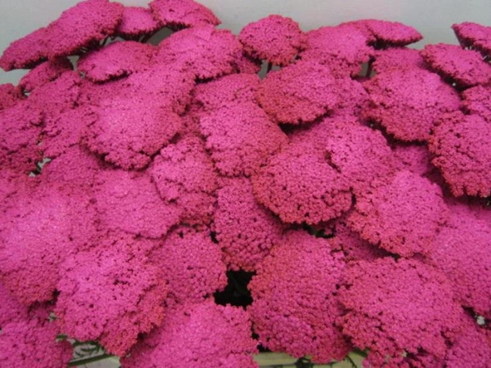 <h4>Achillia Cerise</h4>