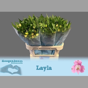 ALSTR LAYLA