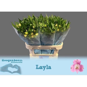ALSTR LAYLA
