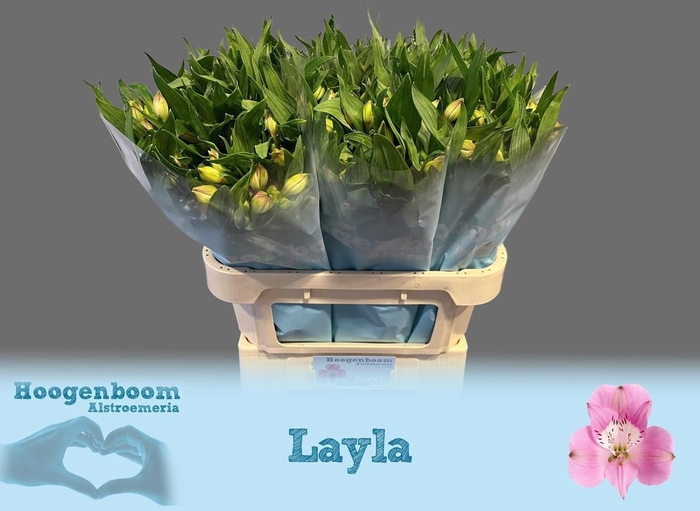 <h4>ALSTR LAYLA</h4>